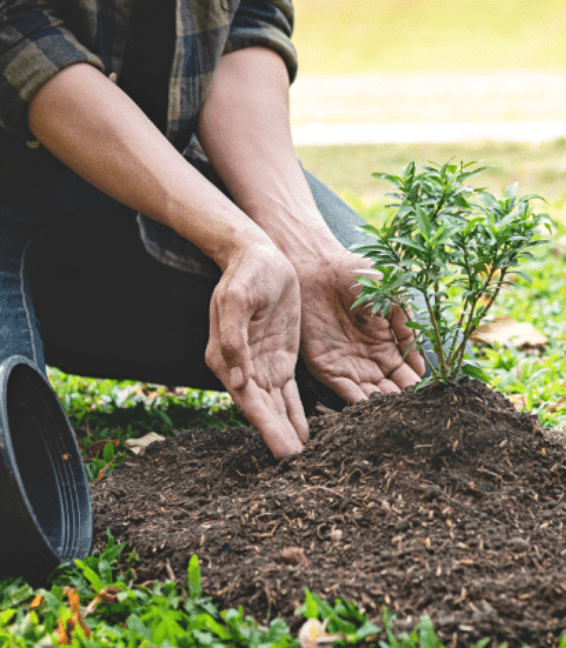 Jeu concours - Arbres de la Sainte Catherine